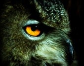 Eagle Owl Squared 4X4 Photo Raptor Bird of Prey, Falconry, Falconer, Orange Eyes Feathery