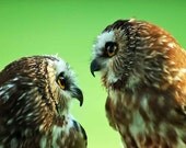Saw-Whet Owls Green Bokeh, Feathery Soft, Cute, Baby, Love - Two of Kind - 5X5 Square