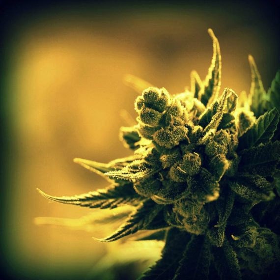 Cheese Hybrid Weed Medical Cannabis, Medicine, Marijuana, Green Flowering Female Buds, Plant, Macro. Leaves 4X4 Square Photograph.