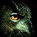 Eagle Owl Squared 4X4 Photo Raptor Bird of Prey, Falconry, Falconer, Orange Eyes Feathery