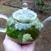 TEA Pot Terrarium, Glass, Mushroom, Lichen and Moss Terrarium. Great for HOME or OFFICE. Nice Unusual Gift. Terrariums by mossterrariums