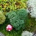 TEA Pot Terrarium, Glass, Mushroom, Lichen and Moss Terrarium. Great for HOME or OFFICE. Nice Unusual Gift. Terrariums by mossterrariums