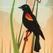 Red-winged Blackbird