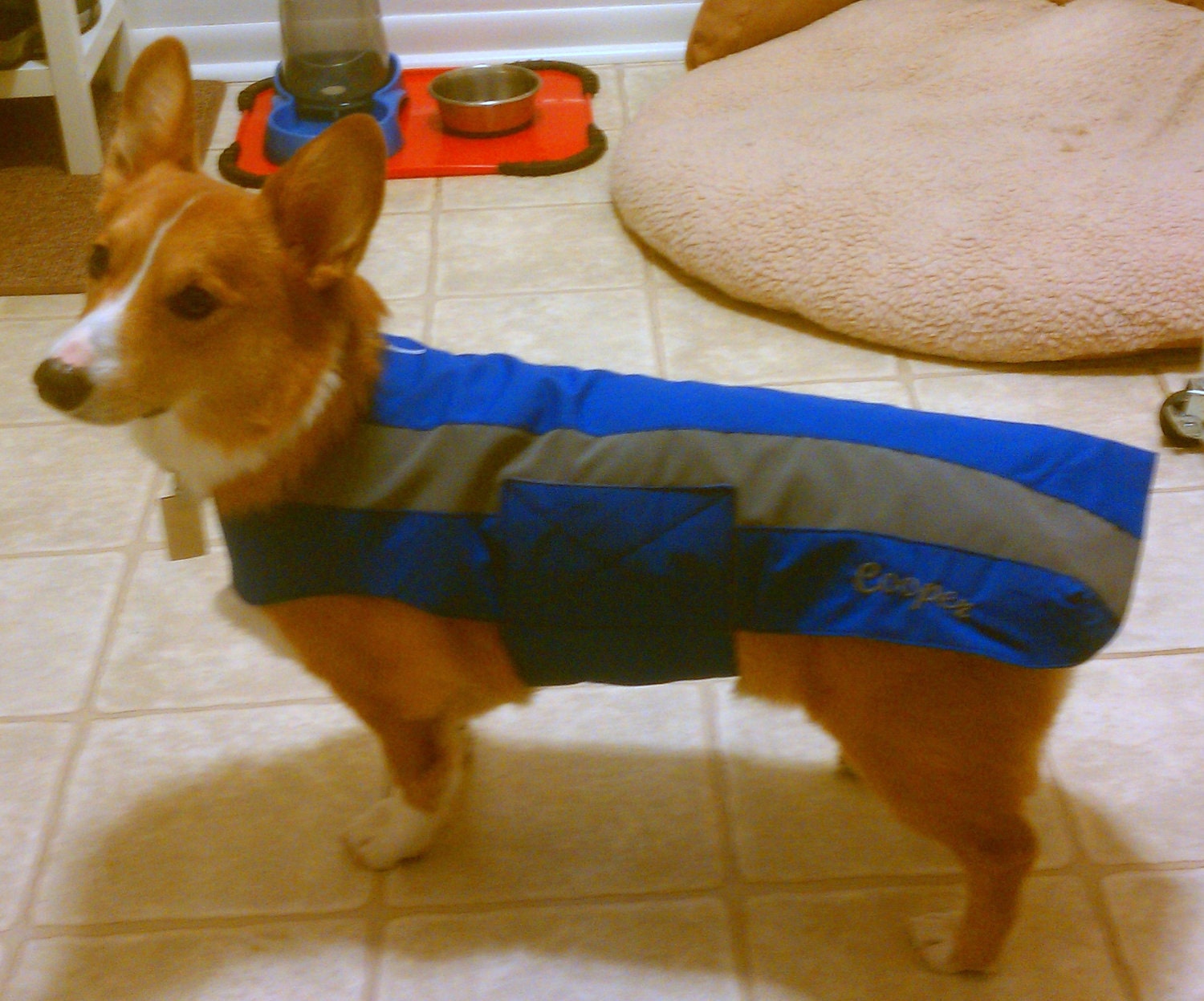 Tootlewear's Basset/Corgi Raincoat   Small