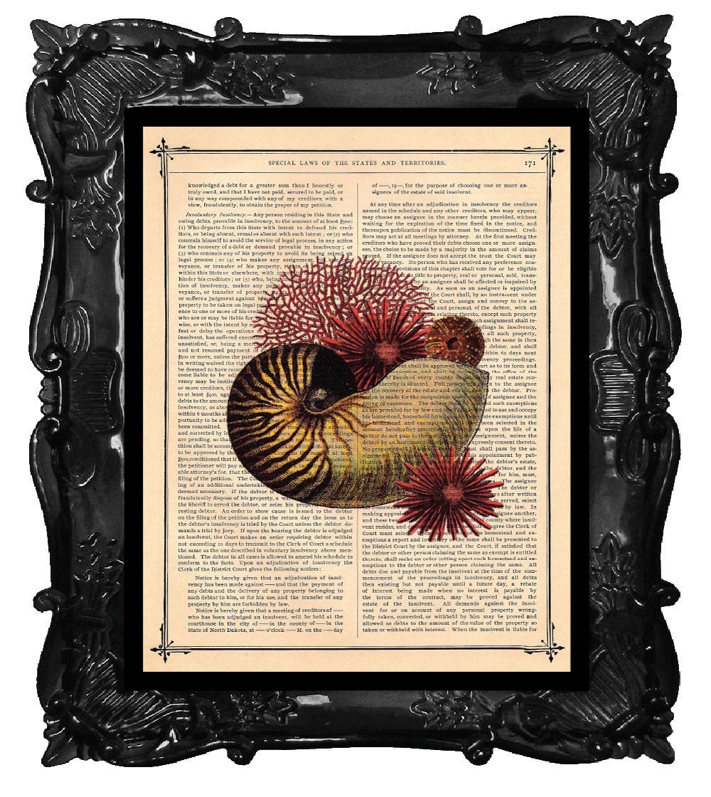 Sea Urchin and Nautilus Seashell Art Print on a antique book page dictionary art print