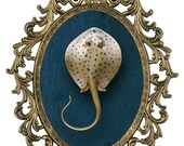 Miniature Blue Spotted Stingray in Victorian Frame - Wall Art Decor 10x13in