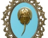 Gold Horseshoe Crab - Victorian Framed Object - Wall Art Decor 10x13in