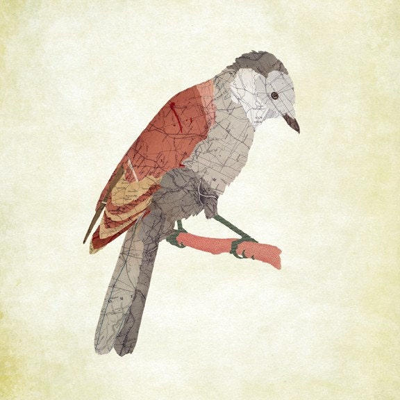 Gray Jay.