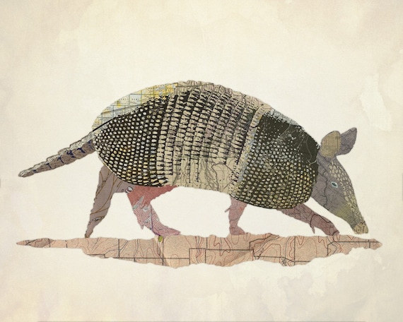 Texas Nine Banded Armadillo