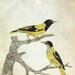 Goldfinches