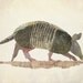 Texas Nine Banded Armadillo