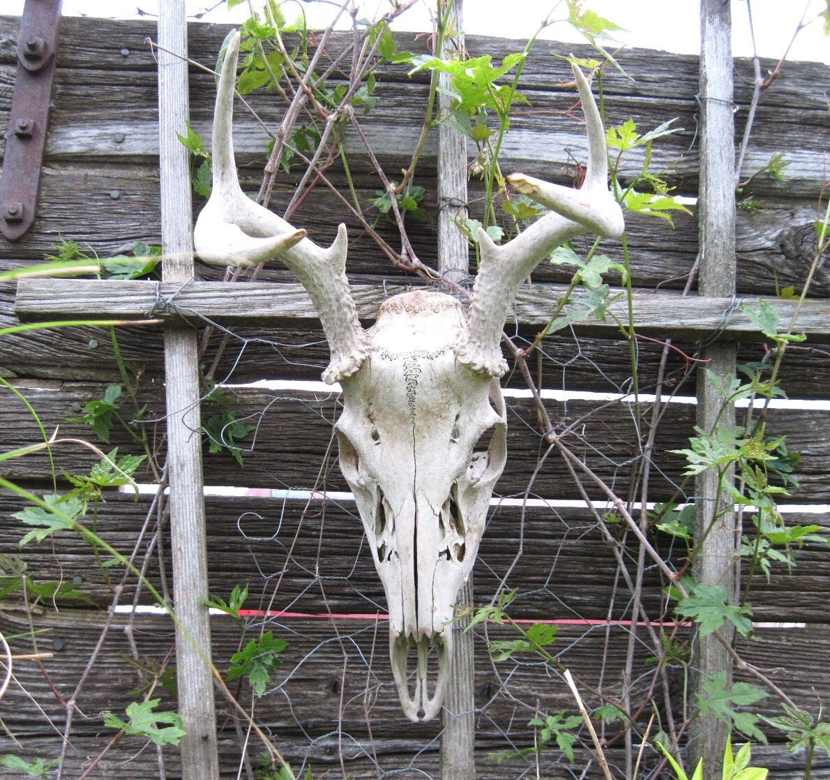 Deer Antlers, Garden Upcycled, Rustic and Outdoor Decor, Horns
