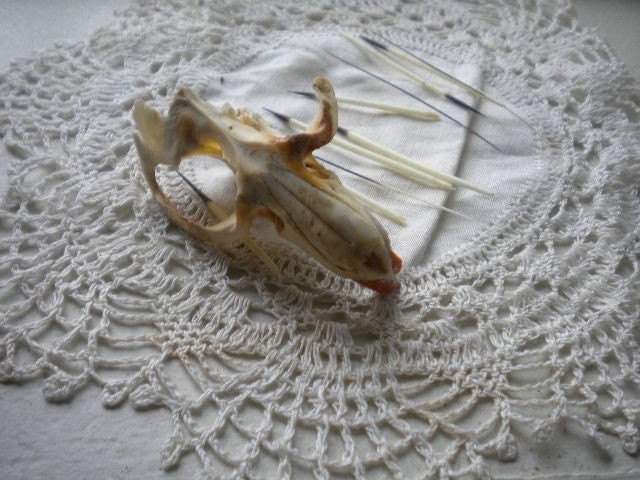 Bone Seekers Guide - Six Months Subscription Taxidermy Religious Educational Magic Spell