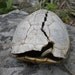Herp Reptile Shelled Animal Real Natural Mother Natural Taxidermy Religious Educational Magic Spell