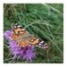 Butterfly Print 5x5 Picture