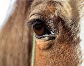 Horse Eye - Fine Art photo of a beautiful Colonial Spanish Mare