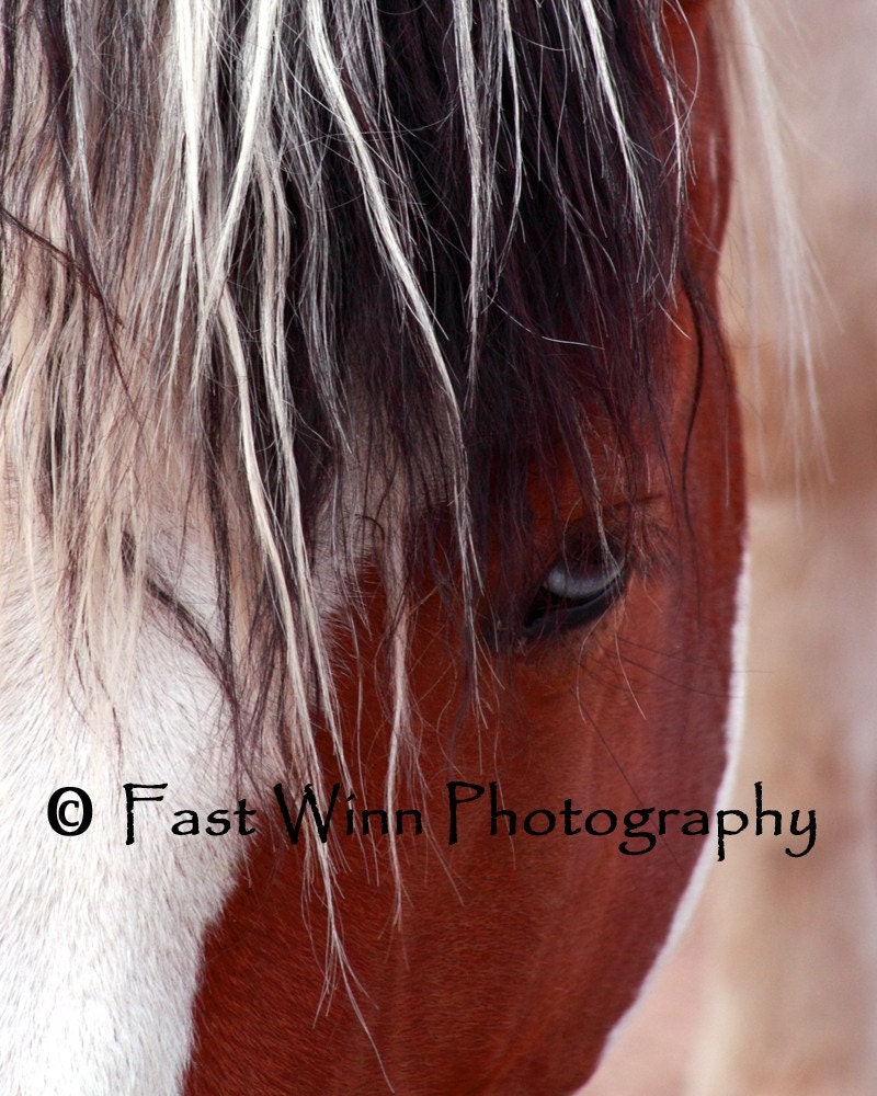 Horse Photograph - Miranda a Fine Art Phoography of a Spanish Colonial  Mare