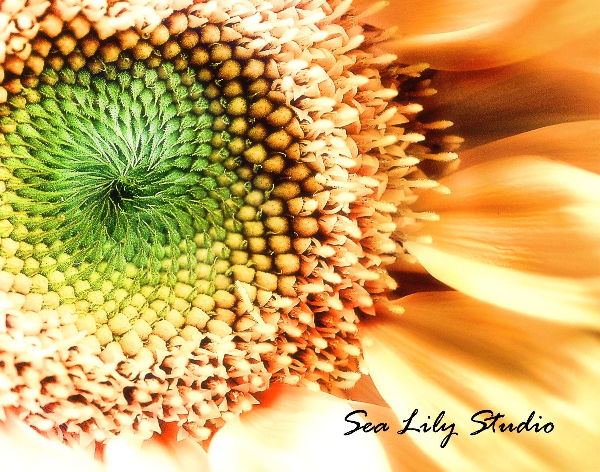 Sunflower 11x14 : sunflower photo flower photography yellow green sunshine garden home decor fine art print