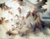 Murex Shell - 8x10 - Beach Photography