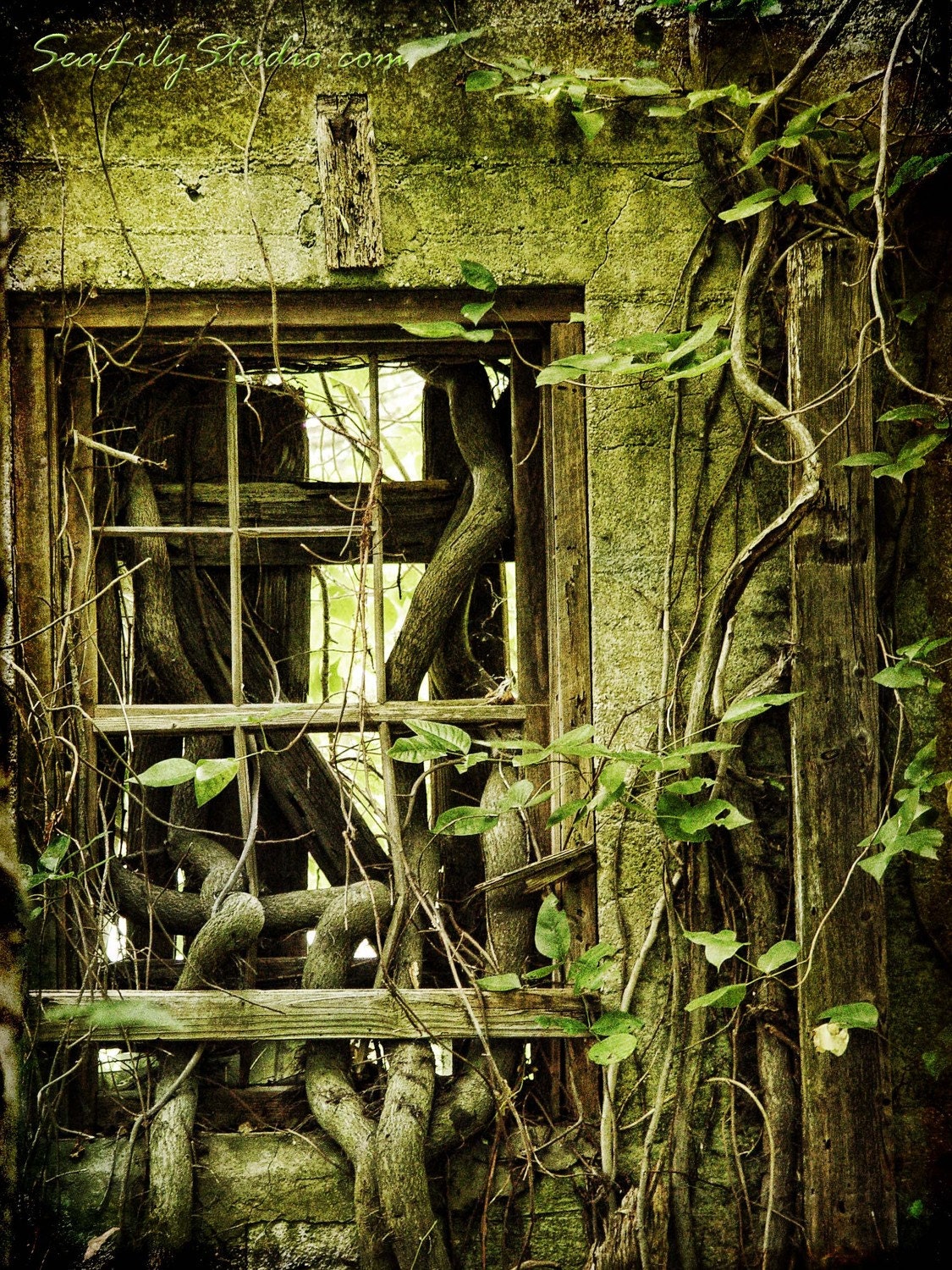 Come To My Window - 11x14 Fine Art Print