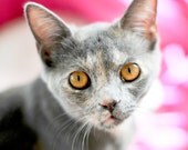 Pretty Kitty, gray kitten with piercing golden eyes and pink nose, 10 x 10 fine art photograph