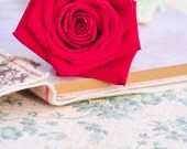 Love Story, 8 x 12 fine art photograph, red rose, romantic decorative art