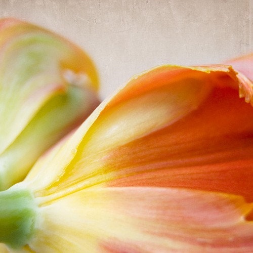 nature photography, orange tulips photography, 5x5 botanical print, flower, red, yellow, orange, bloom, vibrant, colorful