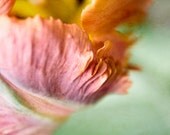 parrot tulip photography, 8x10 nature photography print, flower, petals, red, purple, ruby, orange, mint, wall decor
