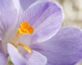 lavender crocus photography, 8x10 print, flower photography, botanical, spring garden, periwinkle, amber, romantic, nature wall decor
