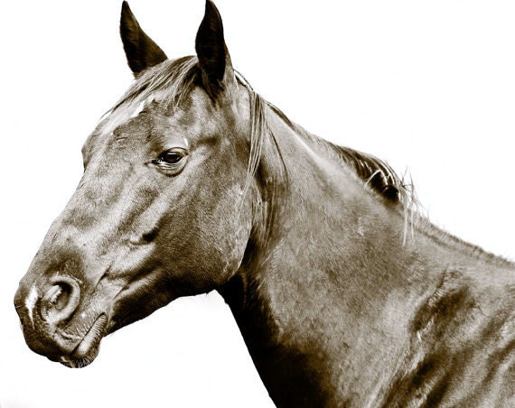 Modern Photograph, Dark Horse on White Background, Striking Beauty, 8x10 Sepia Photograph