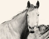 Strong Horse, Black and White Horse Photograph, Western Horses, Western Horse Art