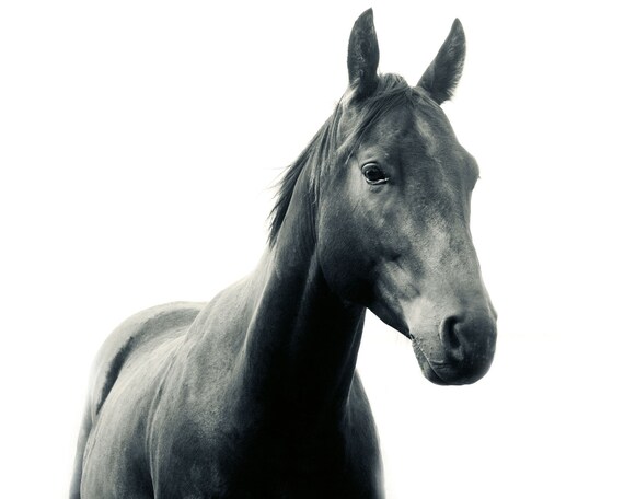 Modern Black Horse photograph, size 8x10, black and white photography, horse art