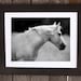 Equestrian Photograph, 8x10, black and white photo, Freckles horse art print