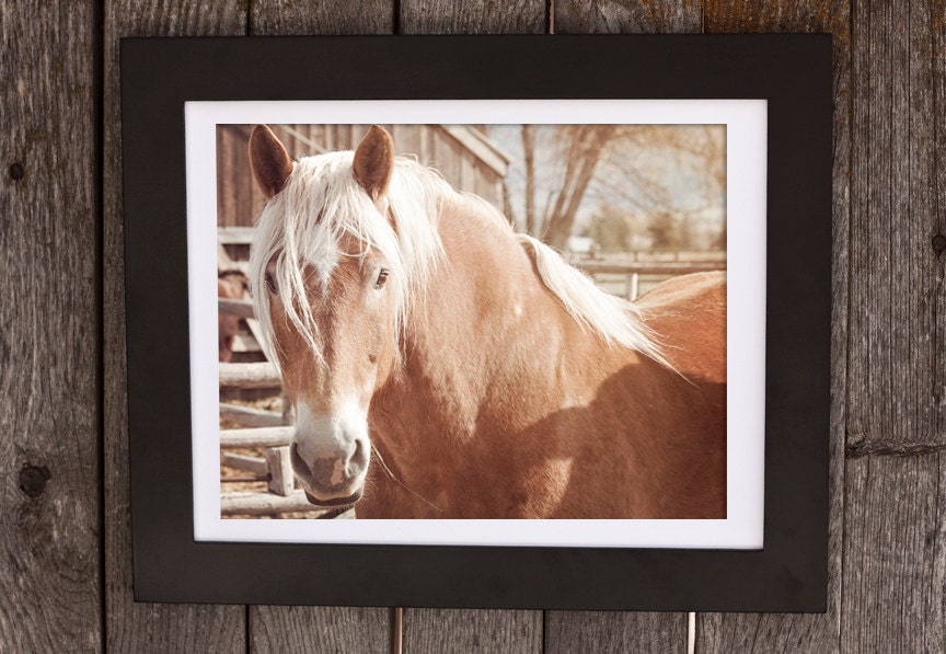 Country Barn Horse Photograph, Size 8x10, Country Art