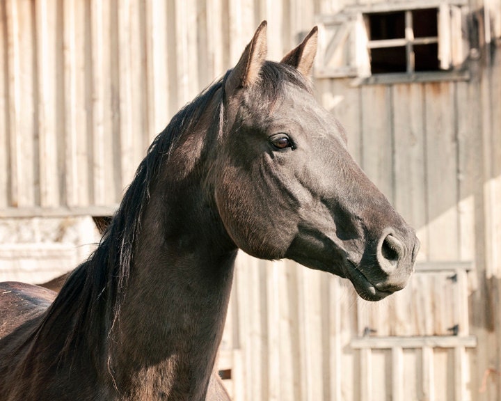 Beautiful Mare, Horse Photography, Country Photo, Farm Photography