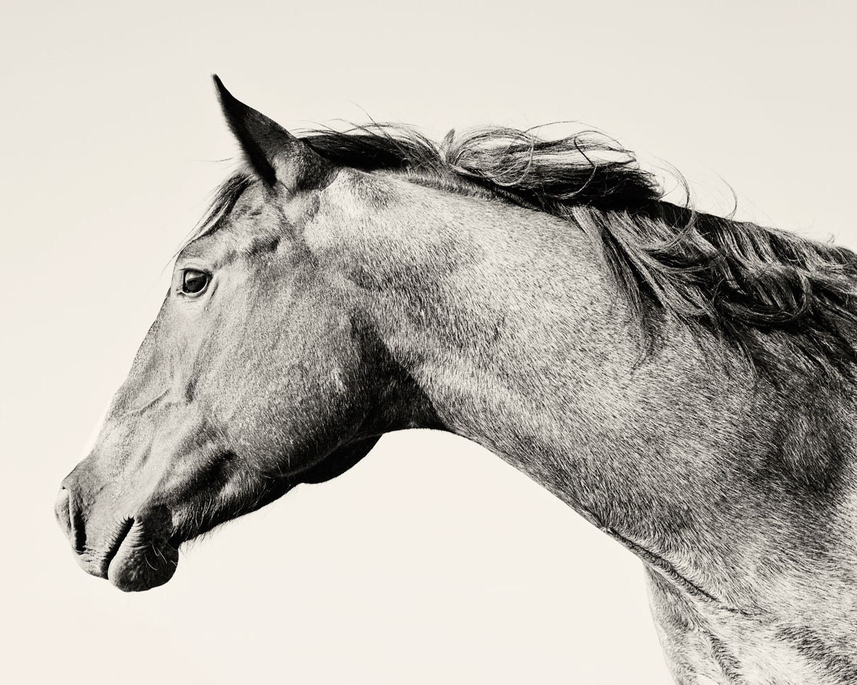Animal Photography, Blowing Mane Horse Photo, Black and White Equestrian Photography, Size 8x10, Horse Art