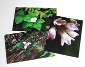 Woodland flower photos - Blank Note Cards - Photography cards - Antique Wildflowers Set - Set of 3 - Thank you notes - Botanical Cards