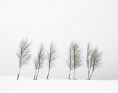 Trees In Snow, Black and White Photograph - 8x10.5 - AdventuresWithLight
