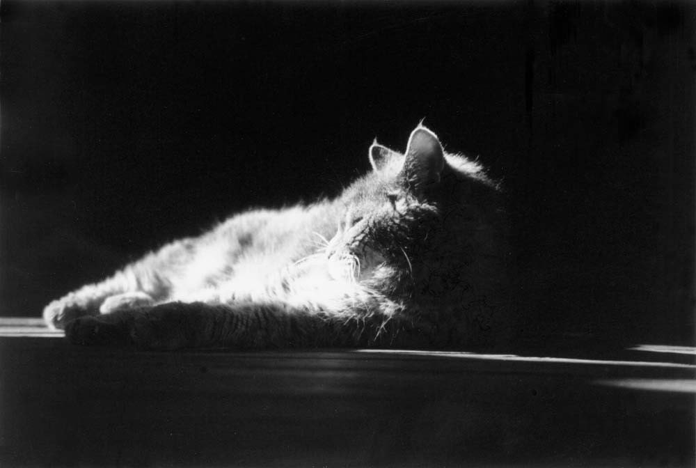 Photo, Late in the Year, 5 x 7