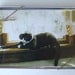 Feline Art Cards Cards, Dozen Assorted
