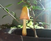 Indoor Garden Mushroom:  Yellow