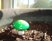Small Yellow Green Mushroom with White Spots: Potted plants and Terrariums