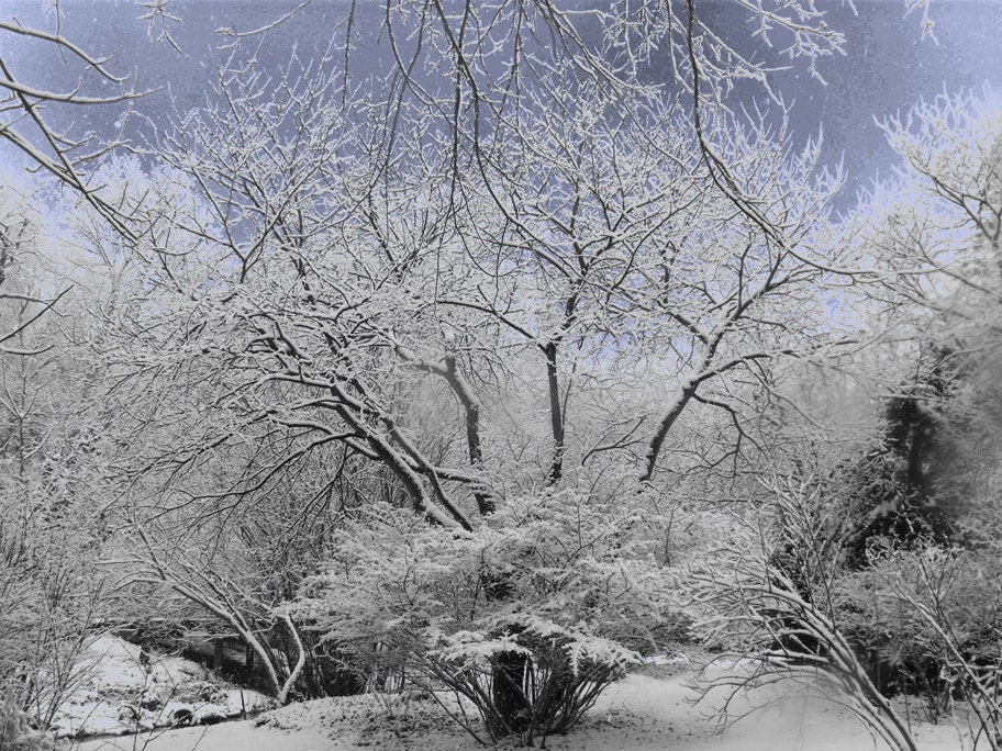ACEO Fine Art Photographic Print by Charlee M. Fischer Snow-Laced Trees - FischerFineArts
