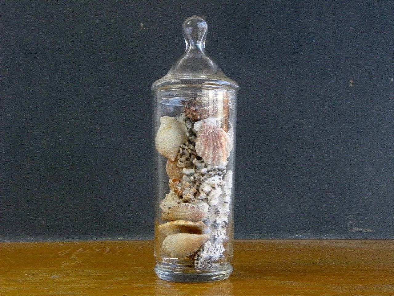 Sea Shell Collection in Glass Apothecary Jar, Natural Curiosity, Sea Life, Specimens, Tropical