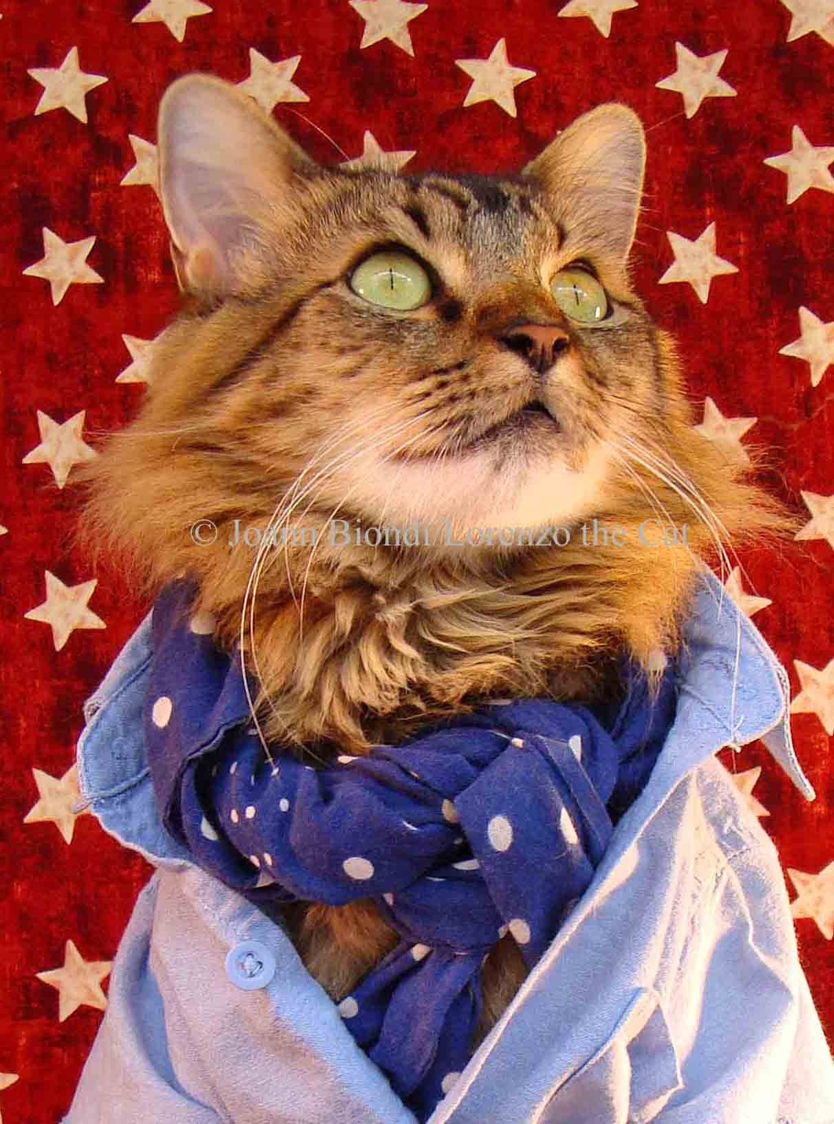 Americana Cat 5 x 7 print