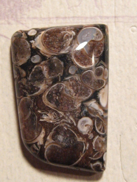 Turritella Agate .....................              32   x  21 x  6 mm ........                 4387
