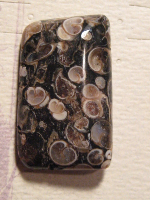 Turritella Agate cab  .....................              35   x  21 x  7 mm ........                 4389