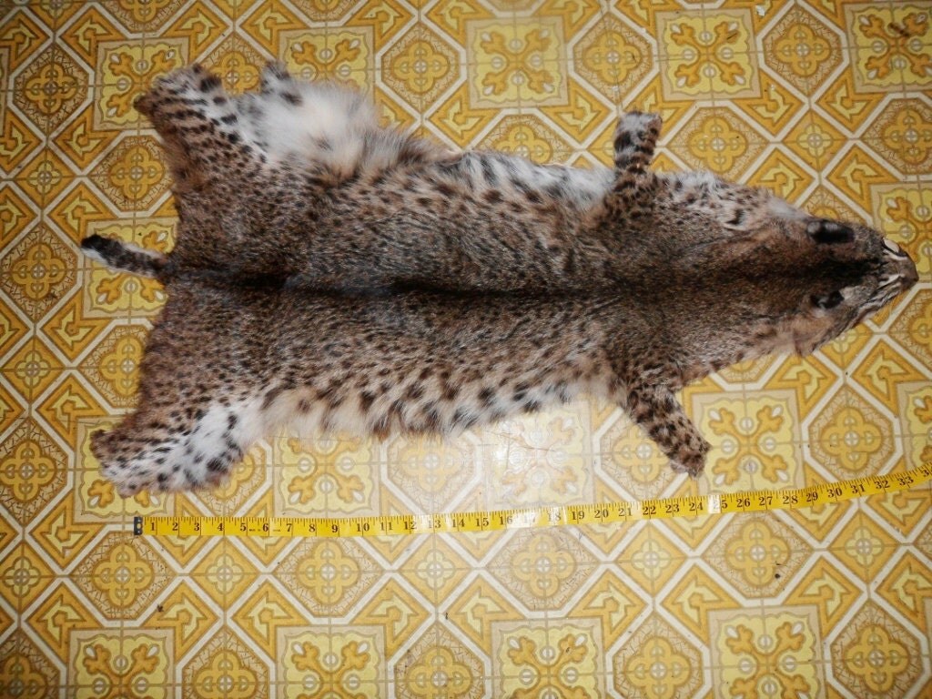 Bobcat Pelt