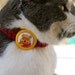Winnie the Pooh Kitty Cat Collar