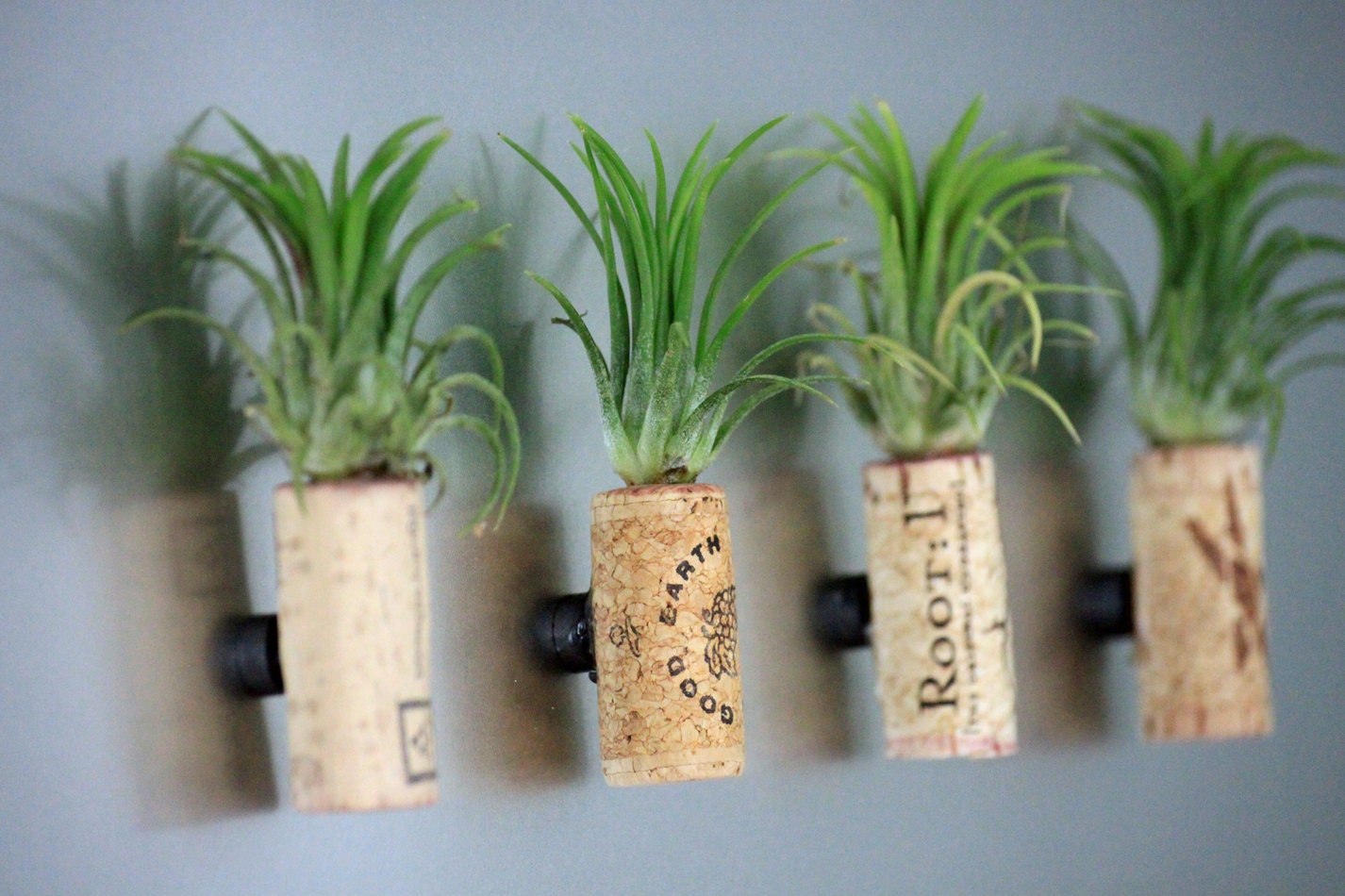 Live Plant Cork Magnet // Living Art // Unique Air Plant Decor // Set of Two